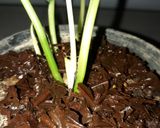 عکس مرحله 2 از دستور تفاله چای🍵