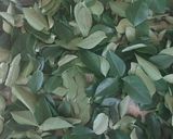 મીઠા લીમડા નો પાઉડર (Curry Leaves Powder Recipe In Gujarati) રેસીપી સ્ટેપ1ફોટો
