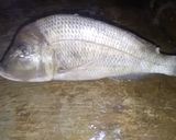 Foto langkah ke 1 dari resep Pesmol ikan.