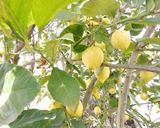 Foto del passaggio 1 della ricetta Limpido limoncello al sapore di Puglia, stile "Ferragni" 🍋🍋🍋