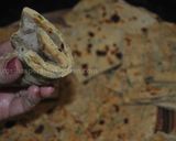A picture of step 9 of Zucchini Flat Naan Bread نان کدویی.