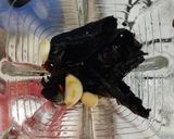 Foto del paso 9 de la receta: Papas con chile