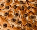 Foto del paso 7 de la receta: Focaccia italiana 🇮🇹