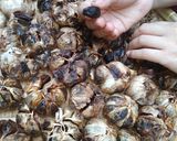 Foto langkah ke 4 dari resep Black Garlic.