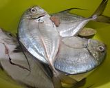Foto langkah ke 2 dari resep Ikan Bawal Asam Pedas Tanpa Santan (4 ekor ikan).