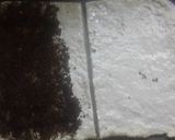 Foto del paso 3 de la receta: Bizcochos materos de azúcar negra  (sin manteca ni grasa)