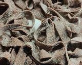 Foto del passaggio 3 della ricetta Fettuccine al cacao burro e salvia