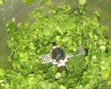 A picture of step 1 of Roasted peas flowers.