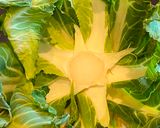 Une image de l'étape 2 de WOK aux feuilles et côtes de CHOU-FLEUR.