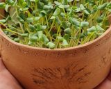 Foto del paso 10 de la receta: Brotes de lino 🌱 Germinación de semillas de lino marrón en germinador de arcilla 🌱