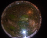Foto del paso 1 de la receta: Pimientos de mi huerta en vinagre