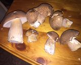 Tejfölös vargánya recept fázis 7 fotója