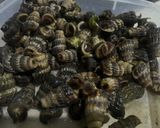 Foto langkah ke 1 dari resep Siput Hisap Masak Semur.