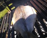 Foto del paso 3 de la receta: Pescado de río a la parrilla (boga)