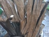 Abu Klaras (Pewarna Hitam Alami)