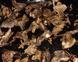 Gomba por (fűszer) Nagy őzláb recept fázis 1 fotója