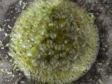 भुट्टे का निमोना (bhutte ka nimona recipe in Hindi)