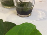 Cincau Hijau