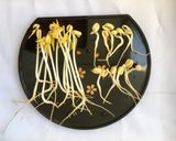 Foto langkah ke 6 dari resep Cara Membuat Tauge.