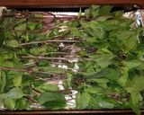 A picture of step 1 of Mike's Oven Dried Herbs.