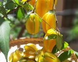 Hình bước làm 6 của món Mâm cơm ngon với các món khế nhà trồng