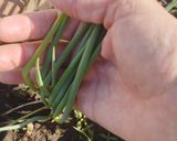 Foto del paso 8 de la receta: Arroz de AGRIPINA