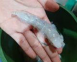Foto del paso 9 de la receta: Camarones empanizados acompañados de una salsa holandesa