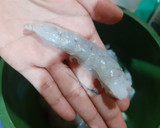 Foto del paso 9 de la receta: Camarones empanizados acompañados de una salsa holandesa