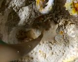 Foto langkah ke 1 dari resep Roti Gembong.