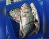 Foto langkah ke 1 dari resep Nila mercon.