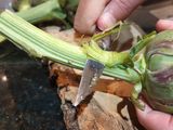 Alcauciles a la Romana (Carciofi a la Romana)