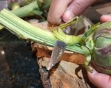 Foto del paso 2 de la receta: Alcauciles a la Romana (Carciofi a la Romana)