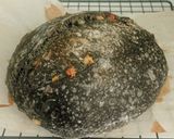 Foto langkah ke 17 dari resep Charcoal Jinten Hitam Italian Herbs Cheese Sourdough Bread.
