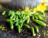 Foto langkah ke 2 dari resep Resep Gulai Ikan Khas Rumah Makan Padang (Pariaman) Sumbar.