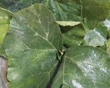 A picture of step 1 of Pumpkin Leaves Fritters.