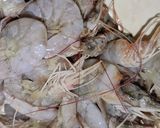 A picture of step 2 of Prawn curry.