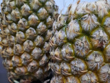 Selai Nanas Isian Nastar