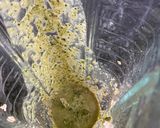 Foto del paso 1 de la receta: Panqueques de espinaca