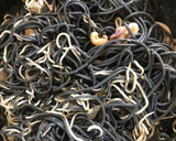 Foto del paso 7 de la receta: Spaghetti al nero di seppia con gulas, gambas y calamares