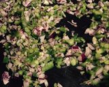 Foto del paso 2 de la receta: Arroz con brócoli sabroso!