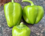 स्टफ कॅप्सिकम (भरली ढोबळी मिरची) (Stuff Capcicum Recipe In Marathi) रेसिपी स्टेप 1 फोटो 