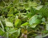 Une image de l'étape 1 de Tisane de pousses de ronces, l'infusion santé.