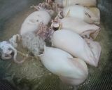 Hình bước làm 2 của món Mực dồn thịt sốt cà chua