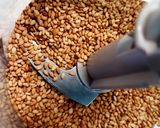 Foto del paso 2 de la receta: Tahini o Pasta de sésamo