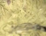 Foto langkah ke 3 dari resep Spaghetti carbonara.