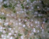 A picture of step 2 of Sabudana chilla.