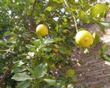 Foto del paso 16 de la receta: Limón rebozado en miel