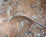 Foto del paso 3 de la receta: Malta Alemana... Bebida refrescante!!