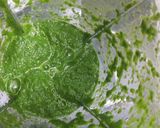 A picture of step 2 of Palak paneer.