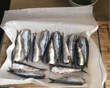 Foto del paso 3 de la receta: Sardinas al horno con lima